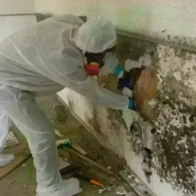 Mold Remediation and Removal in Ironton, OH